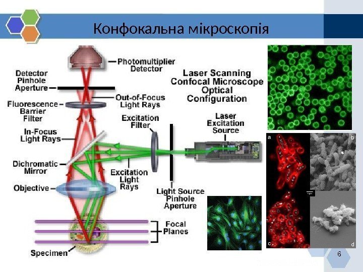 Конфокальна мікроскопія 6 