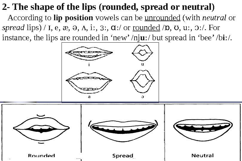 2 - The shape of the lips (rounded, spread or neutral) According to lip