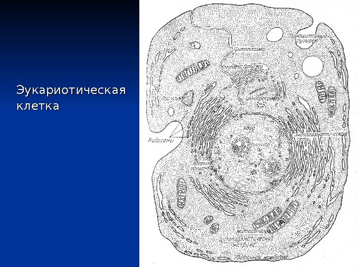Эукариотическая клетка 