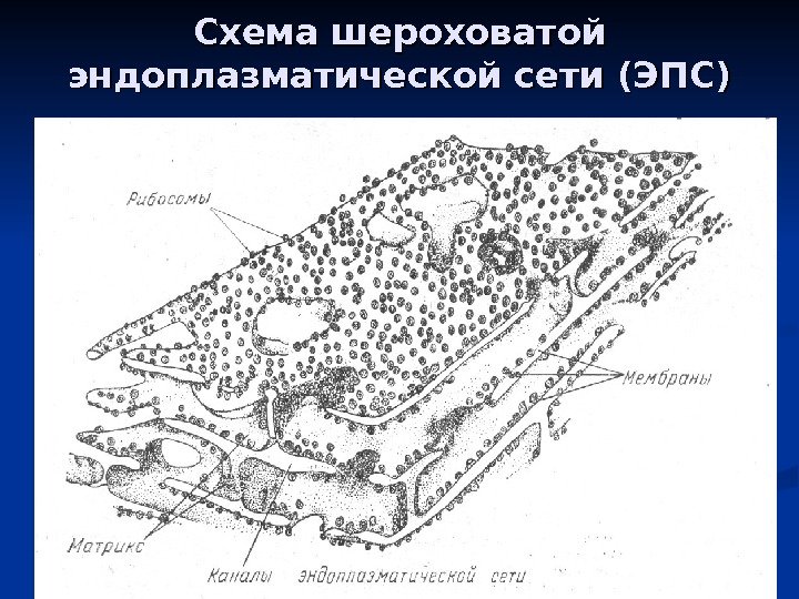 Схема шероховатой эндоплазматической сети (ЭПС) 