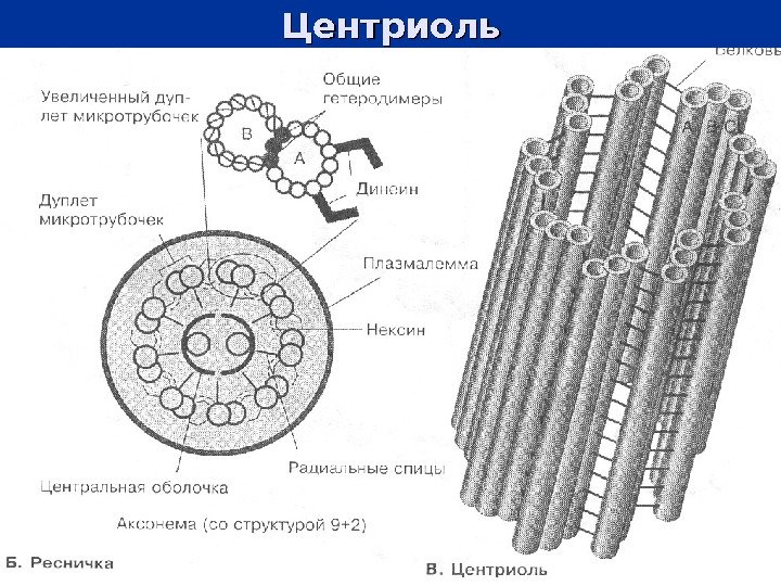 Центриоль 