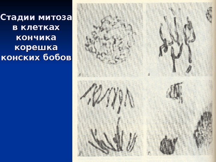 Стадии митоза в клетках кончика корешка конских бобов 