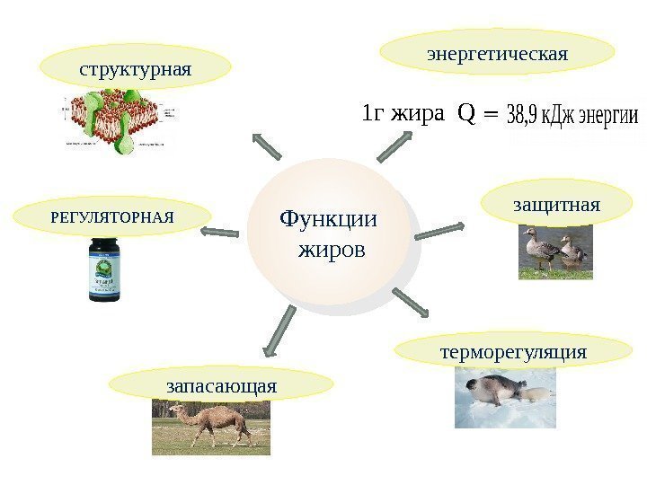 Функции  жиров энергетическая  1 г жира Q РЕГУЛЯТОРНАЯ терморегуляция запасающая защитнаяструктурная 34