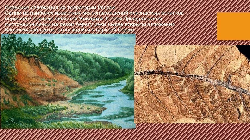 Пермские отложения на территории России Одним из наиболее известных местонахождений ископаемых остатков пермского периода