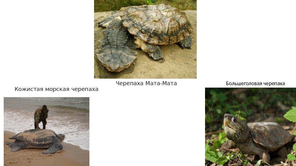Кожистая морская черепаха Черепаха Мата-Мата Большеголовая черепаха 