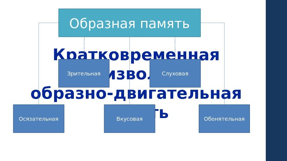 Кратковременная произвольная образно-двигательная память Слуховая. Зрительная Осязательная Вкусовая Обонятельная. Образная память 