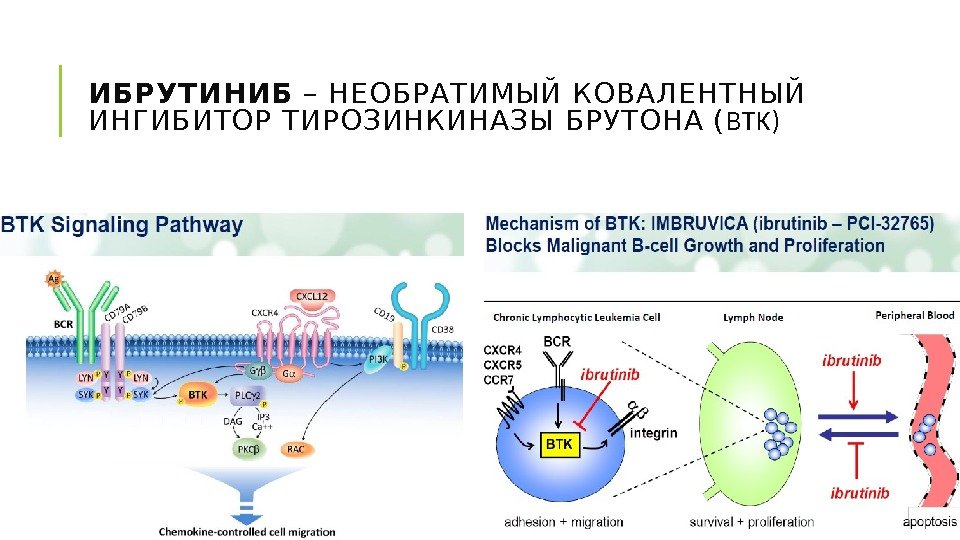 ИБРУТИНИБ – НЕОБРАТИМЫЙ КОВАЛЕНТНЫЙ ИНГИБИТОР ТИРОЗИНКИНАЗЫ БРУТОНА ( BTK) 