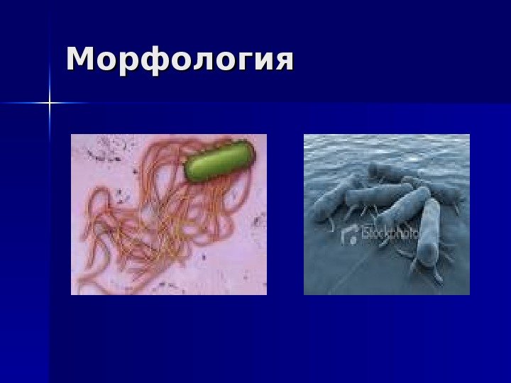 Морфология 