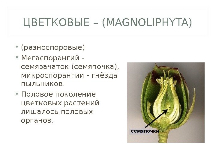 ЦВЕТКОВЫЕ – (MAGNOLIPHYTA) • (разноспоровые) • Мегаспорангий - семязачаток (семяпочка),  микроспорангии - гнёзда