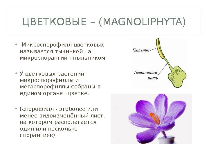 ЦВЕТКОВЫЕ – (MAGNOLIPHYTA) •  Микроспорофилл цветковых называется тычинкой , а микроспорангий - пыльником.