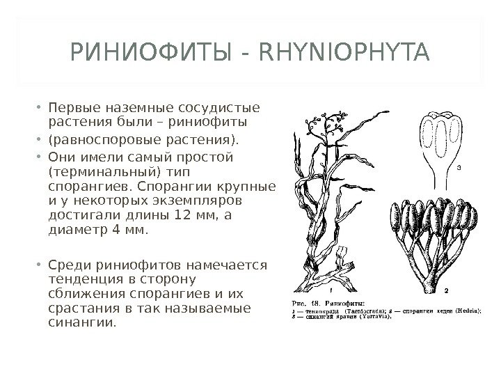 РИНИОФИТЫ - RHYNI O PHYTA • Первые наземные сосудистые растения были – риниофиты •