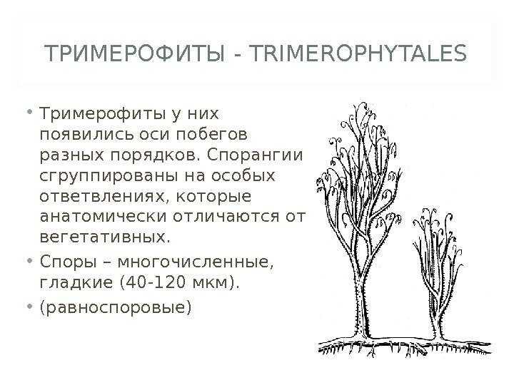 ТРИМЕРОФИТЫ - TRIMEROPHYTALES • Тримерофиты у них появились оси побегов разных порядков. Спорангии сгруппированы