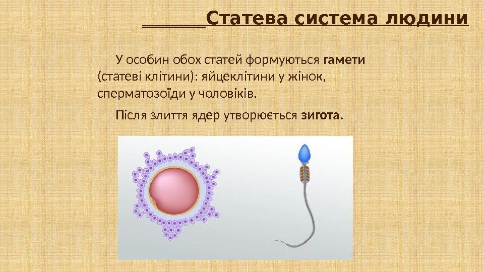 _______Статева система людини У особин обох статей формуються гамети  (статеві клітини): яйцеклітини у