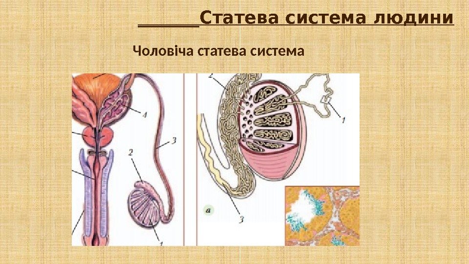 _______Статева система людини Чоловіча статева система 