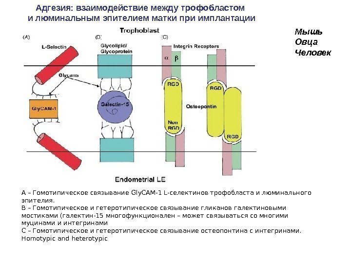 А – Гомотипическое связывание Gly. CAM-1 L-селектинов трофобласта и люминального эпителия.  В –
