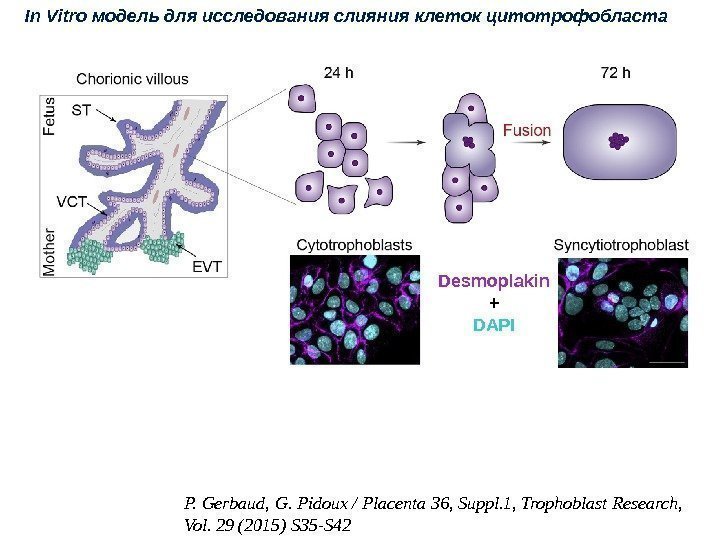 In Vitro модель для исследования слияния клеток цитотрофобласта Desmoplakin + DAPI P. Gerbaud, G.