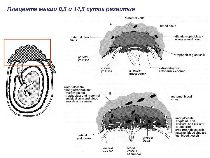 Плацента мыши 8, 5 и 14, 5 суток развития 