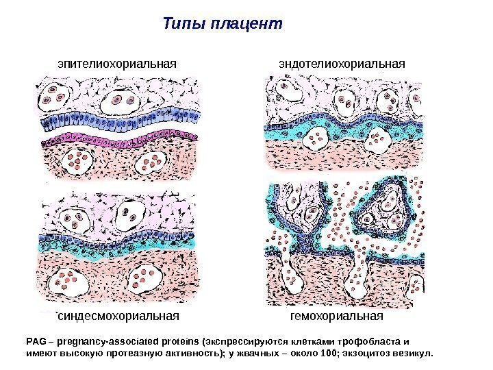 Типы плацент эпителиохориальная синдесмохориальная эндотелиохориальная гемохориальная PAG – pregnancy-associated proteins ( экспрессируются клетками трофобласта