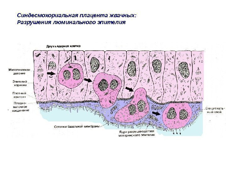 Синдесмохориальная плацента жвачных: Разрушения люминального эпителия 
