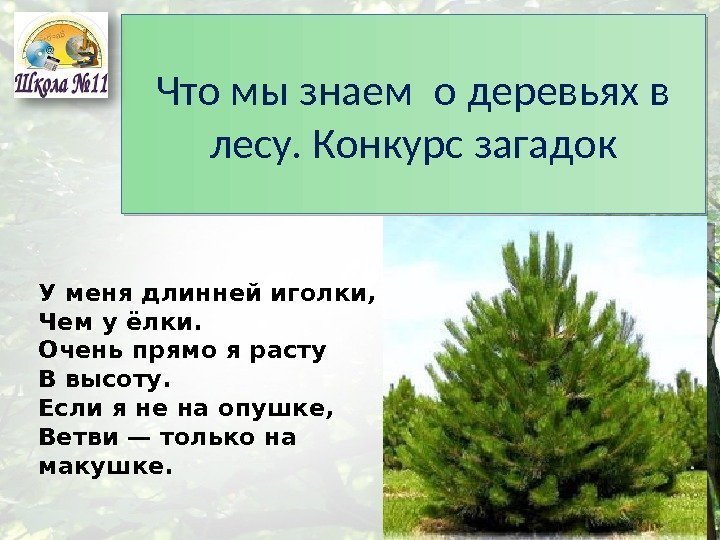 Что мы знаем о деревьях в лесу. Конкурс загадок У меня длинней иголки, Чем