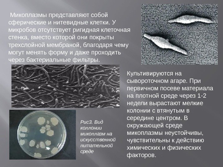  Микоплазмы представляют собой сферические и нитевидные клетки. У микробов отсутствует ригидная клеточная стенка,