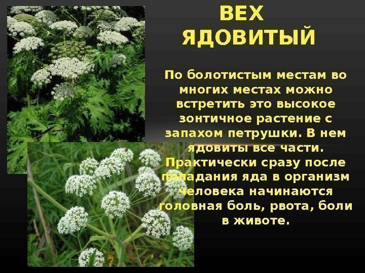 По болотистым местам во многих местах можно встретить это высокое зонтичное растение с запахом