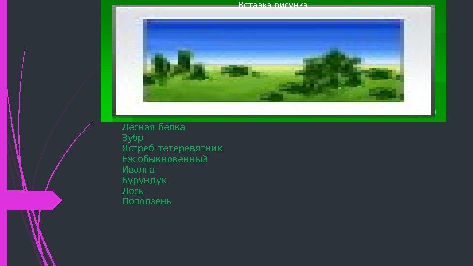 Лесная белка  Зубр Ястреб-тетеревятник  Еж обыкновенный  Иволга  Бурундук  Лось