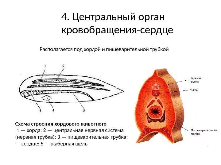 4. Центральный орган кровобращения-сердце Располагается под хордой и пищеварительной трубкой Схема строения хордового животного