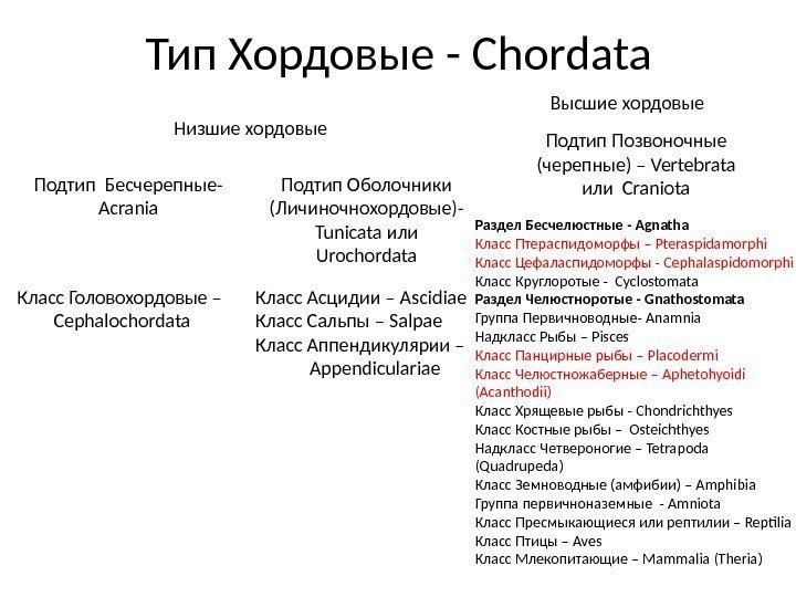 Тип Хордовые - Chordata Подтип Бесчерепные- Acrania Подтип Оболочники  ( Личиночнохордовые)- Tunicata или