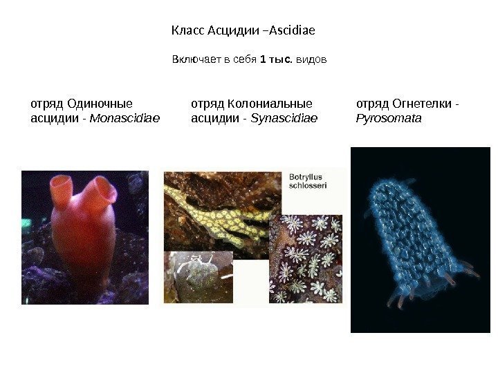 Класс Асцидии –Ascidiae Включает в себя 1 тыс.  видов отряд Одиночные асцидии -