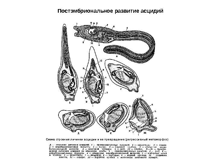 Схема строения личинки асцидии и ее превращение (регрессивный метаморфоз) Постэмбриональное развитие асцидий 
