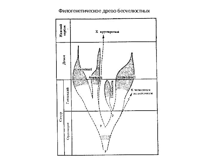 Филогенетическое древо бесчелюстных 