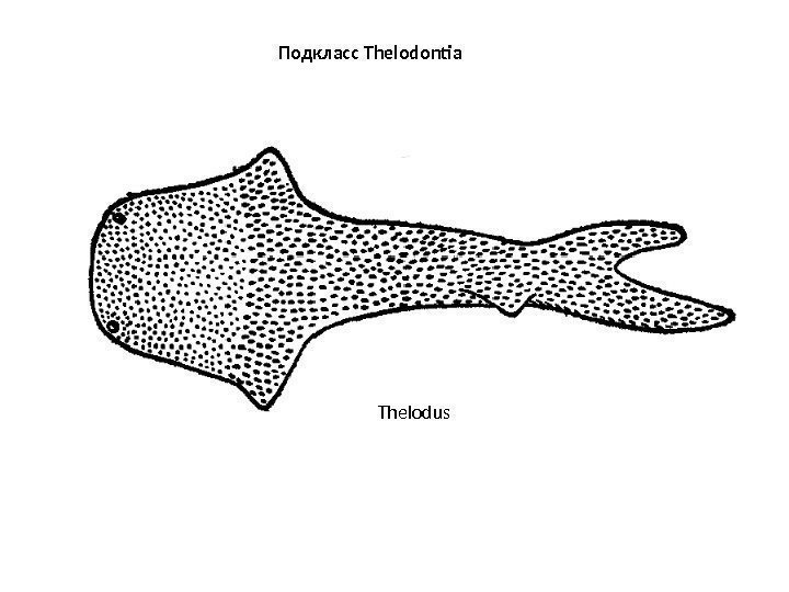 Подкласс Thelodontia Thelodus 