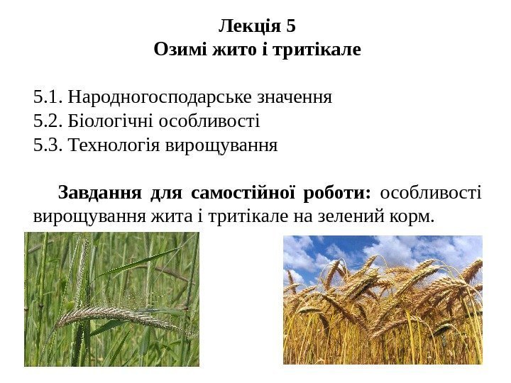 Лекція 5 Озимі жито і тритікале 5. 1. Народногосподарське значення 5. 2. Біологічні особливості