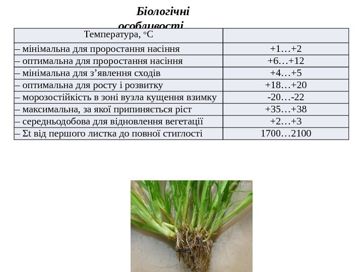Біологічні особливості Температура,  о С – мінімальна для проростання насіння +1…+2 – оптимальна