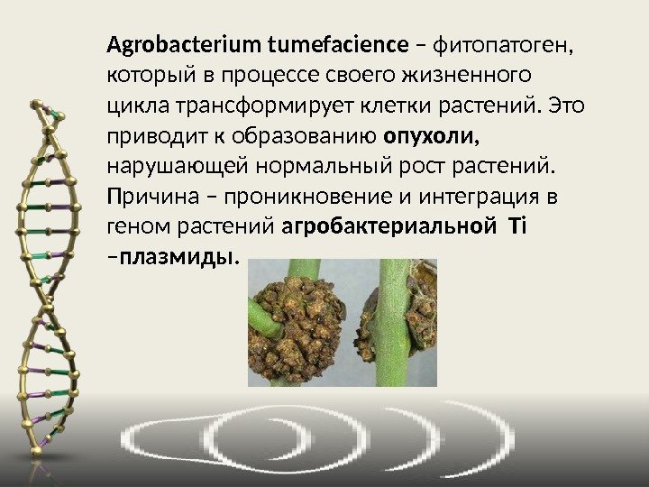 Agrobacterium tumefacience – фитопатоген,  который в процессе своего жизненного цикла трансформирует клетки растений.