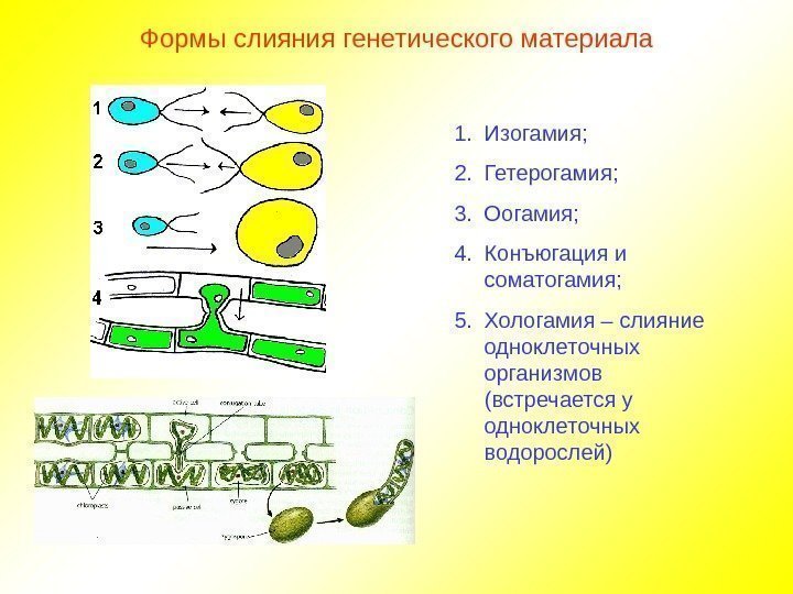 Формы слияния генетического материала 1. Изогамия; 2. Гетерогамия; 3. Оогамия; 4. Конъюгация и соматогамия;