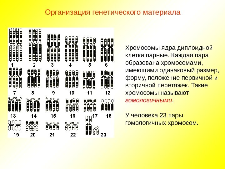 Хромосомы ядра диплоидной клетки парные. Каждая пара образована хромосомами,  имеющими одинаковый размер, 