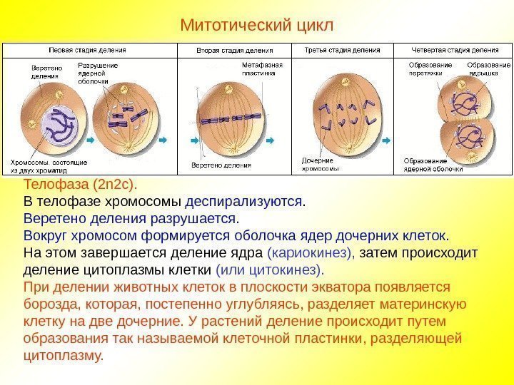 Митотический цикл Телофаза (2 n 2 c ). В телофазе хромосомы деспирализуются. Веретено деления