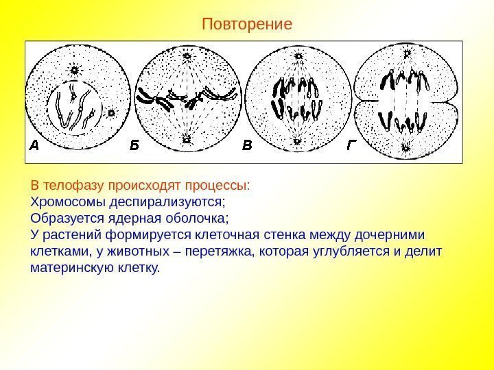 Повторение В телофазу происходят процессы: Хромосомы деспирализуются; Образуется ядерная оболочка; У растений формируется клеточная