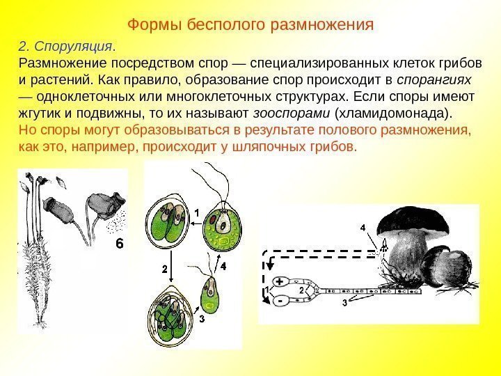 Формы бесполого размножения 2. Споруляция. Размножение посредством спор — специализированных клеток грибов и растений.