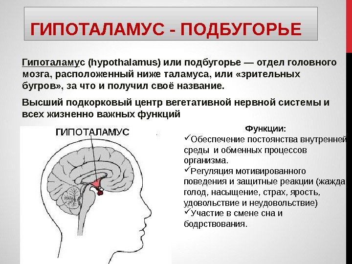 ГИПОТАЛАМУС - ПОДБУГОРЬЕ  Гипоталаму с (hypothalamus) или подбугорье — отдел головного мозга, расположенный