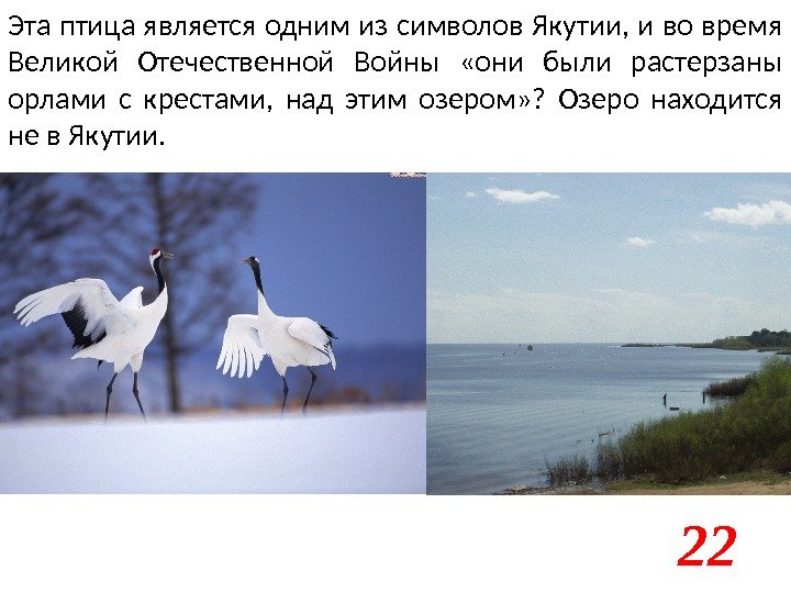 Эта птица является одним из символов Якутии, и во время Великой Отечественной Войны 
