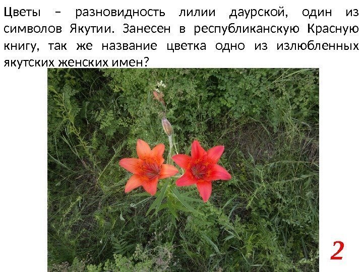 Цветы – разновидность лилии даурской,  один из символов Якутии.  Занесен в республиканскую