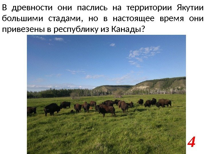 В древности они паслись на территории Якутии большими стадами,  но в настоящее время