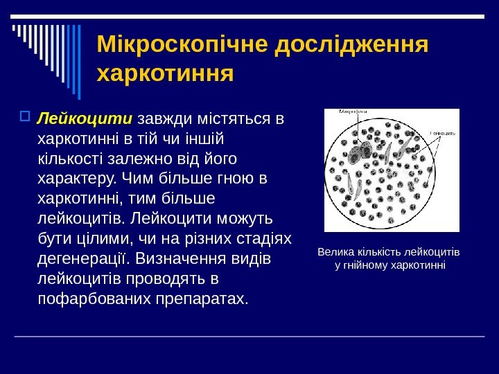 Мікроскопічне дослідження харкотиння Лейкоцити  завжди містяться в харкотинні в тій чи іншій кількості