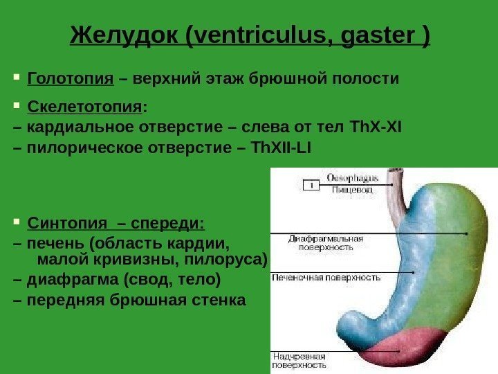 Желудок ( ventriculus ,  gaster ) Голотопия – верхний этаж брюшной полости Скелетотопия