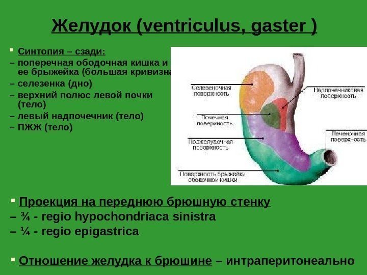 Желудок ( ventriculus ,  gaster ) Синтопия – сзади: – поперечная ободочная кишка
