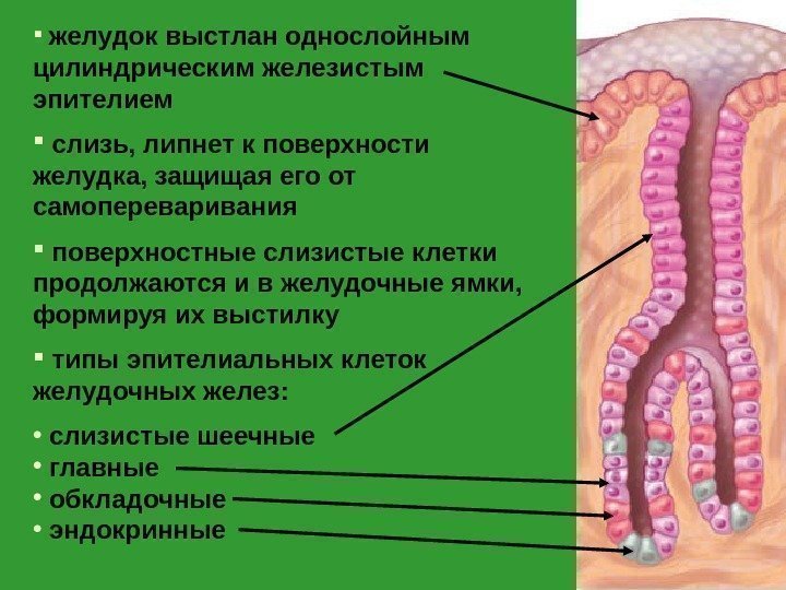   желудок выстлан однослойным цилиндрическим железистым эпителием слизь, липнет к поверхности желудка, защищая