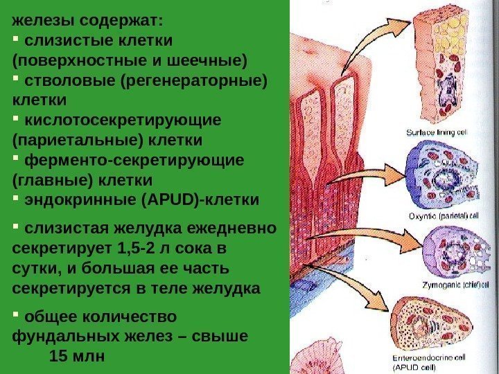 железы содержат: слизистые клетки (поверхностные и шеечные ) стволовые (регенераторные) клетки кислотосекретирующие (париетальные) клетки